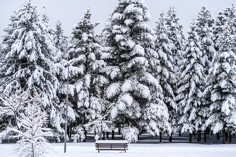 暴风雪期间，树木被雪覆盖。