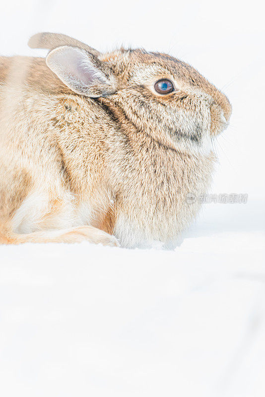 兔子萨特,棉尾兔