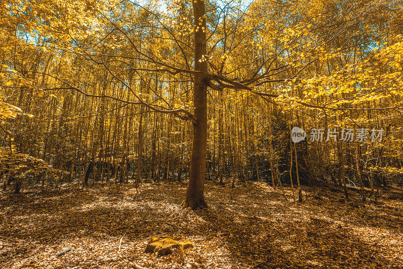 森林里的秋色