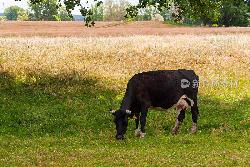 夏日里，一头黑牛在田野里吃草。