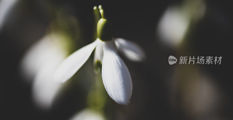 雪花莲