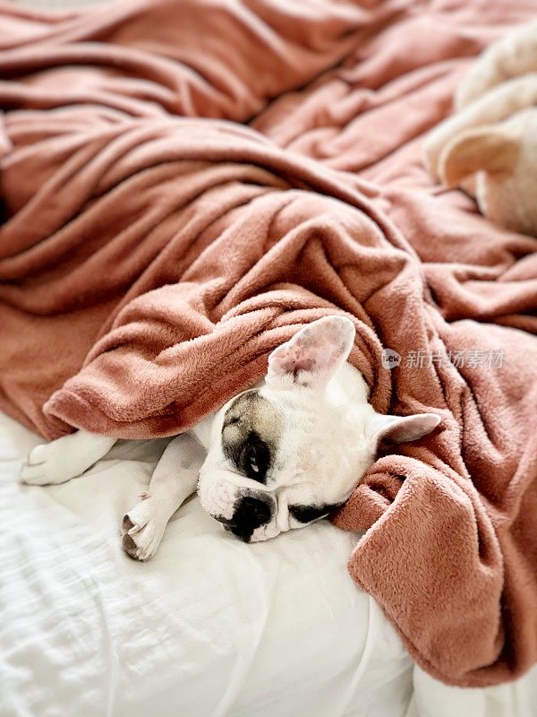 疲倦的狗躺在床上的毯子下