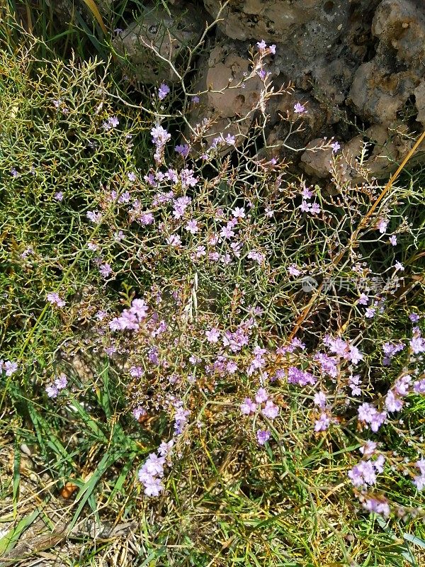 夏天的野花