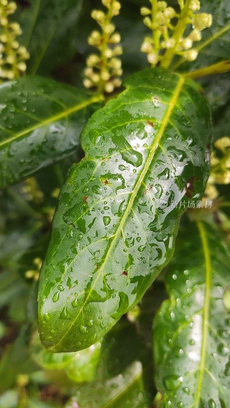 小雨打在树叶