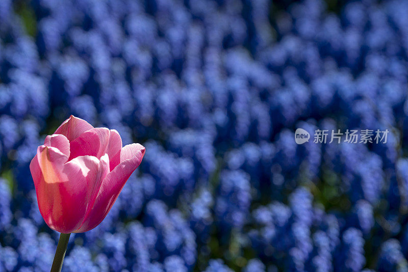 粉红色郁金香与葡萄风信子花背景。