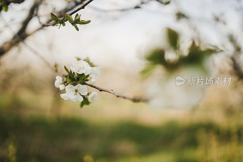 近距离的树上绽放着花朵