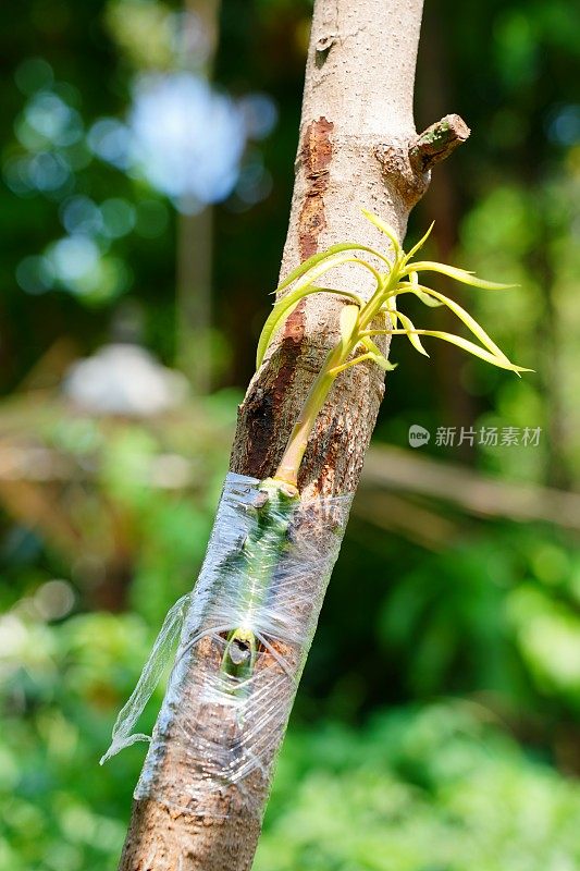 在花园里嫁接芒果树