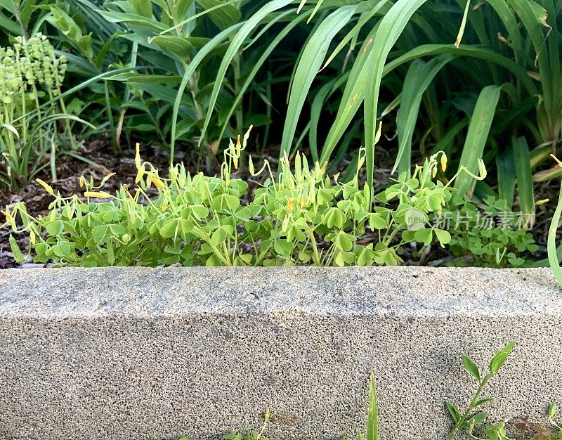 生长在城市花园床上的酢浆草