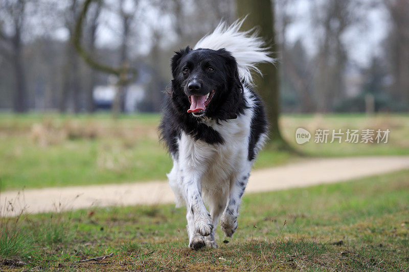 这是一只成年雌斯塔比霍恩犬直接奔向摄像机的肖像