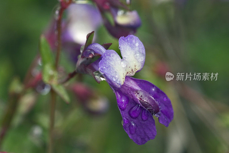 细长的蓝眼睛玛丽，柯林西亚稀少植物，莫迪尼玛雅卡马斯保护区，索诺马县，加利福尼亚州。蜿蜒的区域。车前草科。