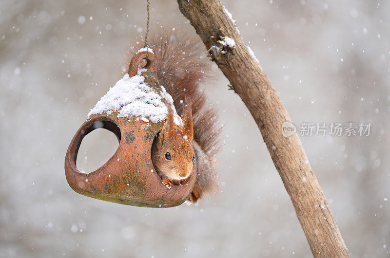 挪威奥斯陆，雪中一只小鸟喂食器里的松鼠