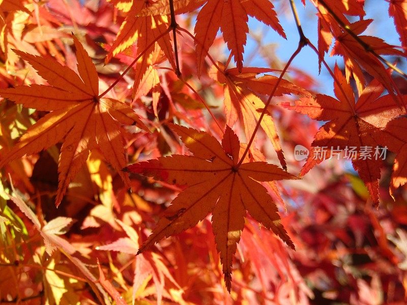 日本。12月。红红的枫叶在初升的太阳下闪闪发光。