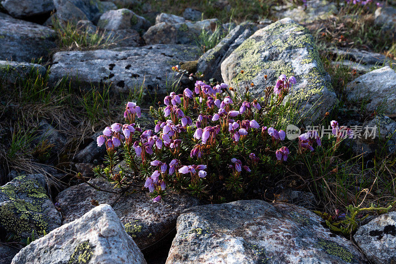 芬兰乌尔霍·凯科宁国家公园，一群蓝石南在岩石栖息地开花