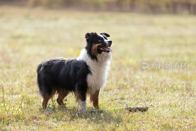 澳大利亚牧羊犬在阳光明媚的日子里站在草地上