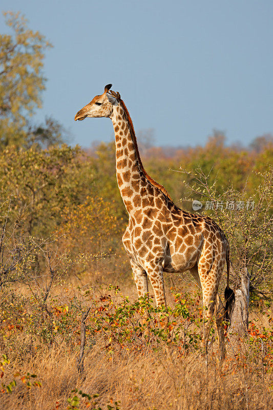 在南非克鲁格国家公园的自然栖息地，一只长颈鹿
