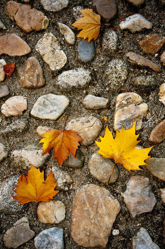 秋天的树叶落在花园里的鹅卵石上。