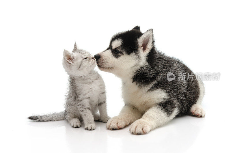 可爱的小狗亲吻小猫
