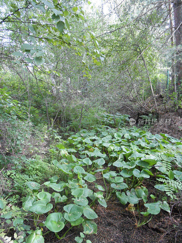 马蹄莲(马蹄莲或魔芋)植物在沟渠中生长。