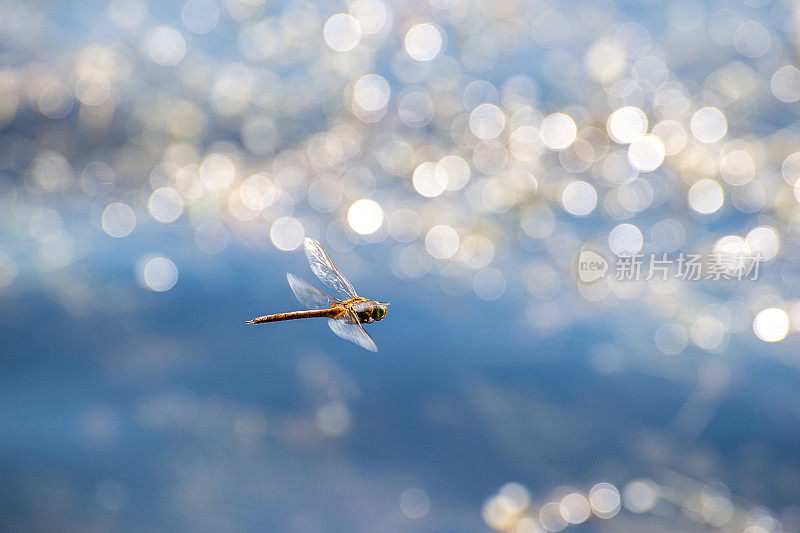 蜻蜓在水上飞行的微距照片