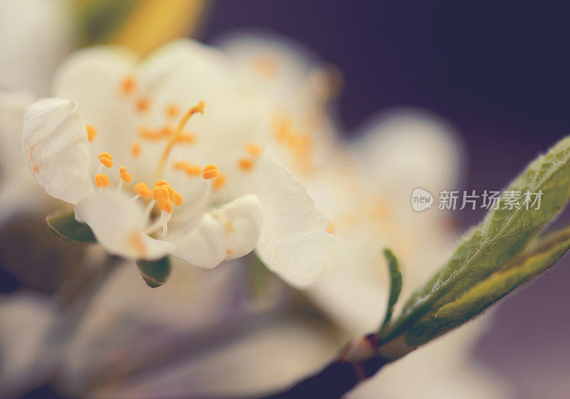 美丽的春天的花朵