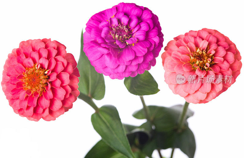 Zinnia花