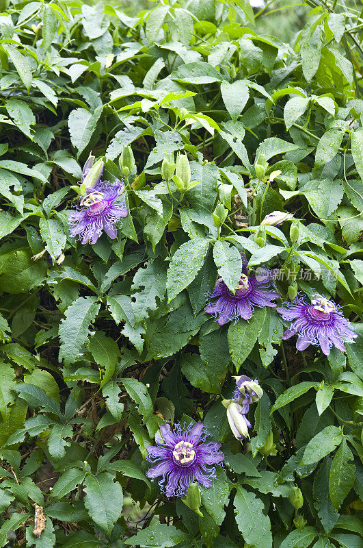 紫香藤花