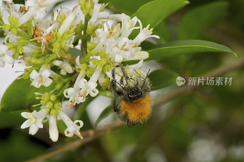 白色的花和一只满身花粉的大黄蜂