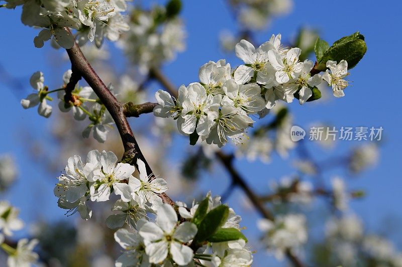 梅花开花春意盎然