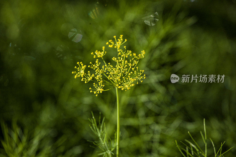 茴香花