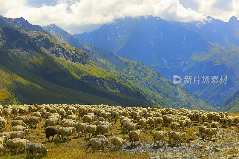 一群羊群沿着意大利阿尔卑斯山的奥斯塔山谷而下