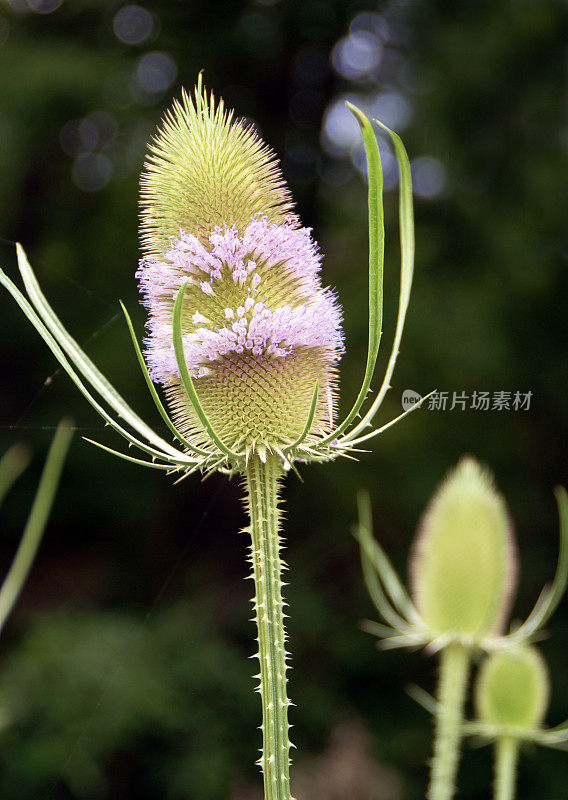 川续断与花朵