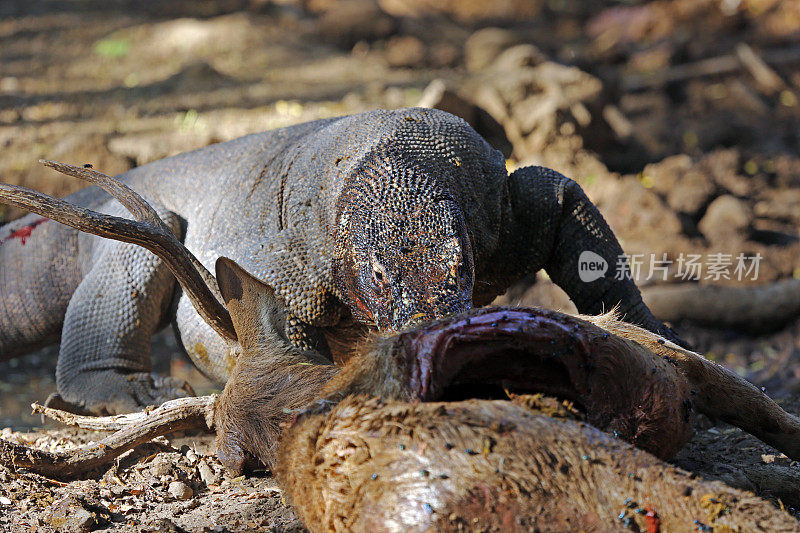 印度尼西亚:科莫多巨蜥吞噬东帝汶鹿