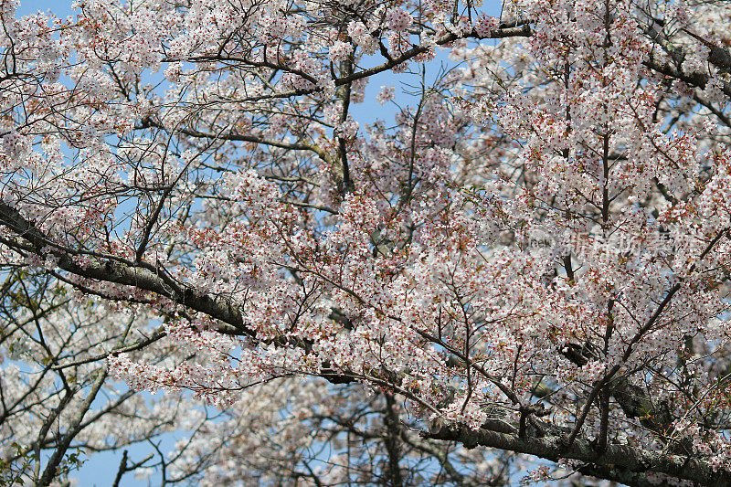 游客们在京都的哲学之路欣赏樱花