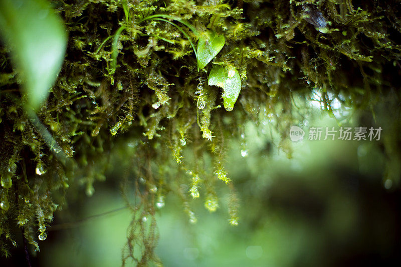 热带雨林的细节