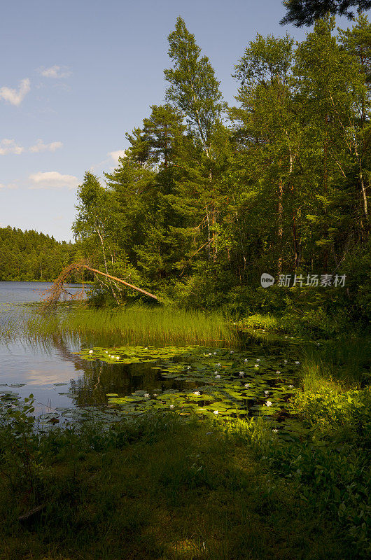 斯堪的纳维亚的湖景，和睡莲