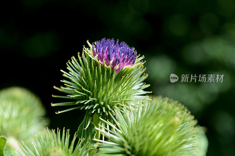 绿色蓟，紫色的花顶部近近宏