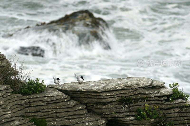 燕鸥坐在岩石上