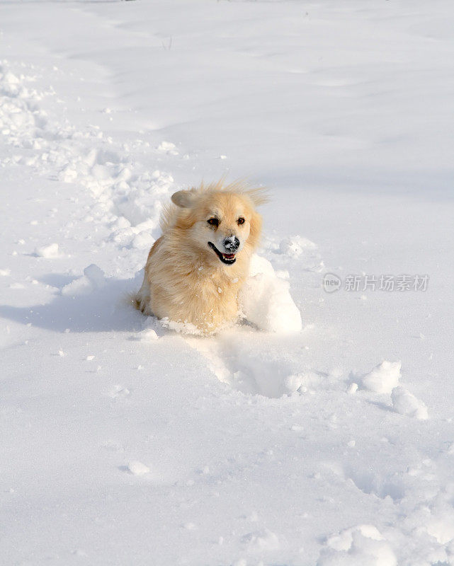 狗在雪中奔跑
