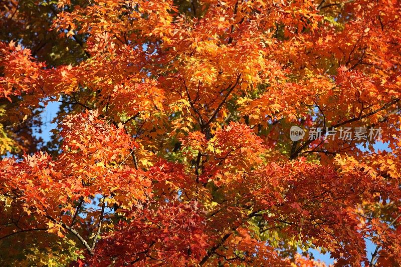 密歇根州的秋色