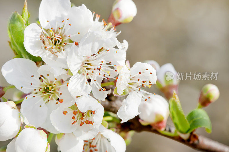 春天苹果花