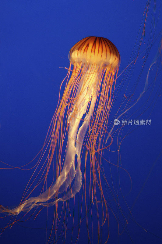 海荨麻水母