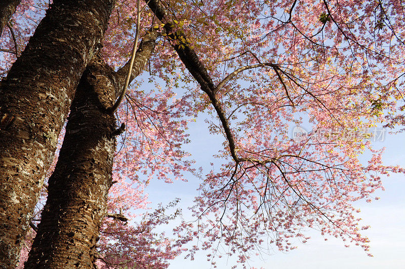 野生喜马拉雅樱桃树