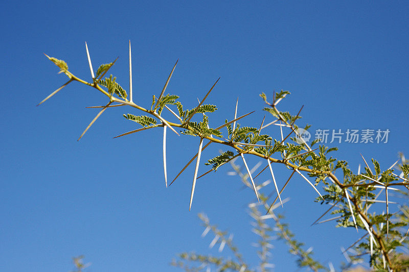 刺相思，非洲