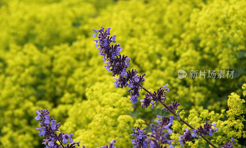 草的花园