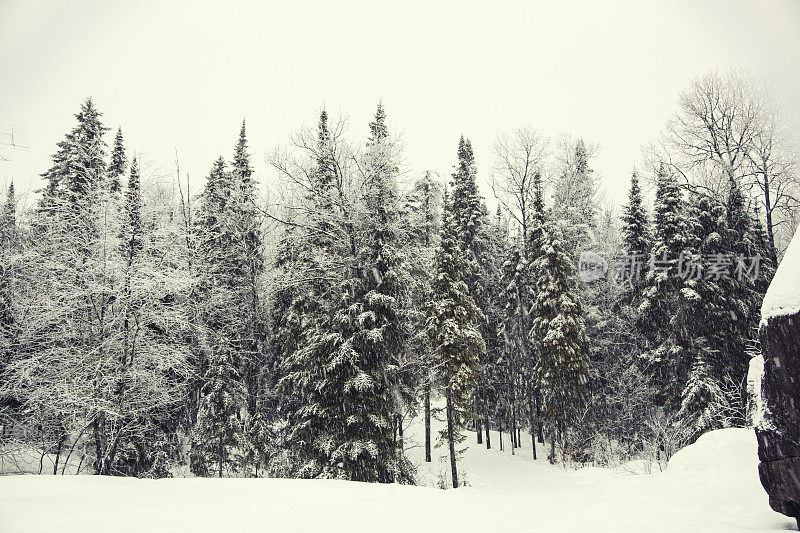 暴风雪中的树林