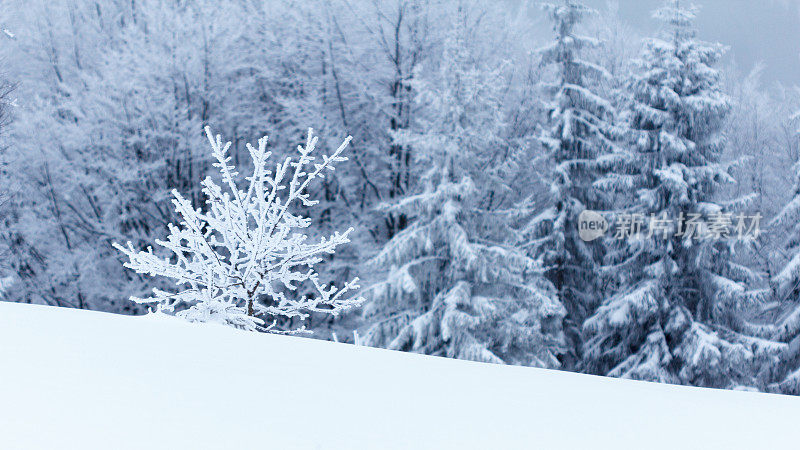 冬天的风景有雪冷杉树