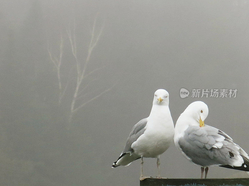 一对海鸥站在雾蒙蒙的背景和桦树下