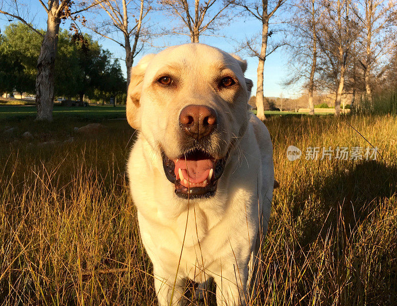 拉布拉多寻回犬