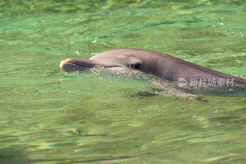 海豚在夏威夷