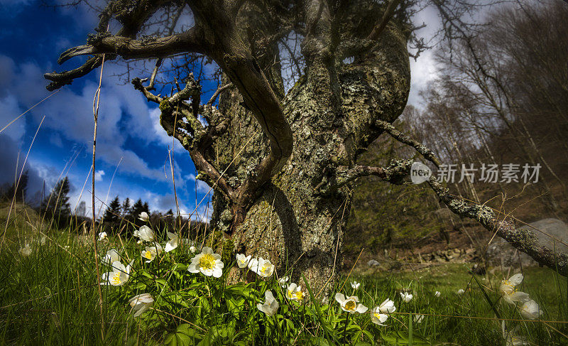 木银莲花对着一棵巨大的老树